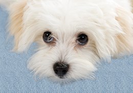 Well-Groomed Dog in the Outer Banks | Kill Devil Hills Chem-Dry