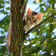 Cat in a Shady Tree